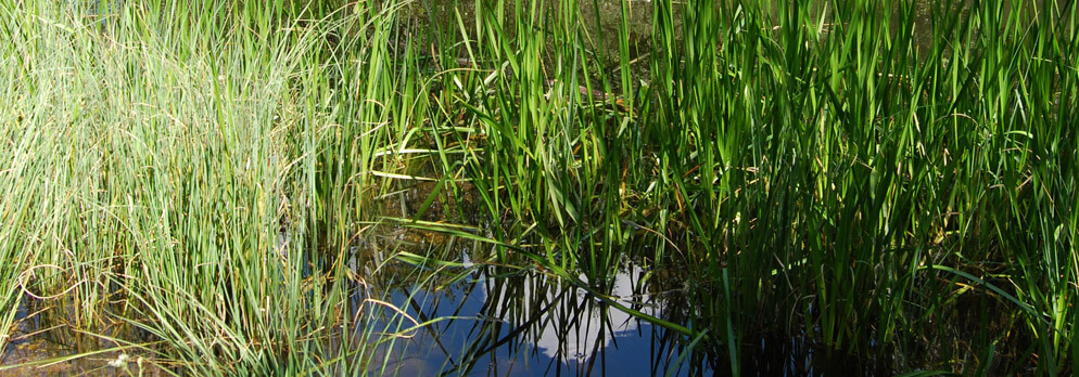Biotop Rasen in der Ferienregion Kronplatz