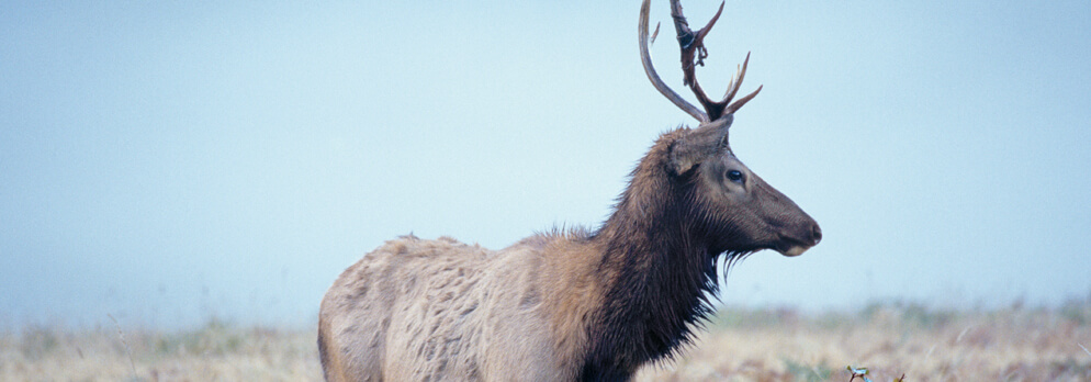 Hirsch im Wildpark Gustav Mahler