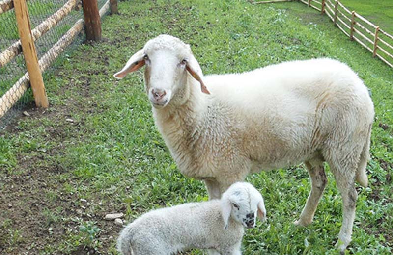 Schaubauernhof Reierhof