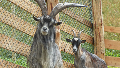 Erlebnisbauernhof Reierhof