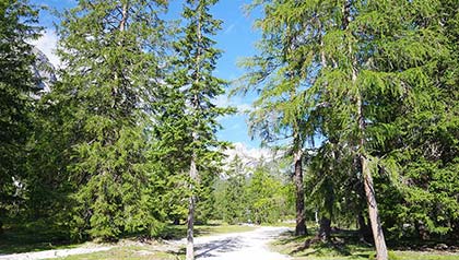 Gruenwaldalm Wandern