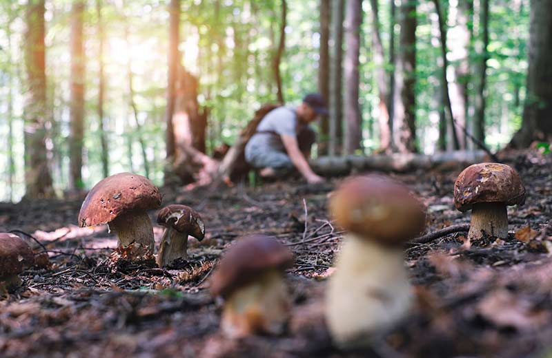 Pilze sammeln