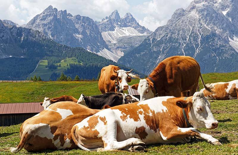 Verhalten bei Weidetieren
