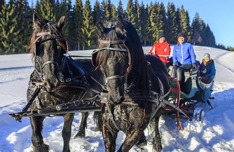 Pferdeschlittenfahrt